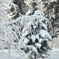 Припорошило ёлочку :: Галина Нестратова Припорошило ёлочку :: Галина Нестратова