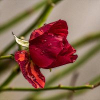 Красная роза :: Игорь Сикорский Красная роза :: Игорь Сикорский