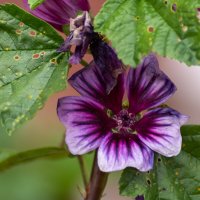 Просвирник лесной / Мальвы :: Игорь Сикорский Просвирник лесной / Мальвы :: Игорь Сикорский