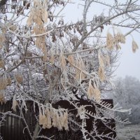 у старого забора... :: Галина Флора у старого забора... :: Галина Флора