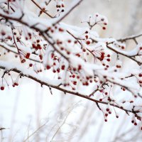 Яблочки) :: Татьяна Лютаева Яблочки) :: Татьяна Лютаева