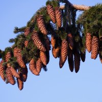 Новогодние шишки 2 :: Юрий Полторыхин.