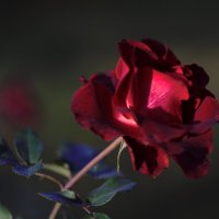 Роза :: Юрий Полторыхин.