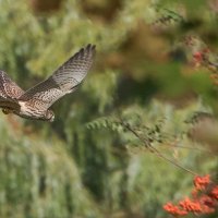 Пустельга охотится. :: Владимир Безбородов Пустельга охотится. :: Владимир Безбородов