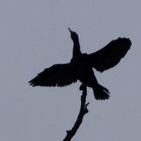 Магия монохрома :: Рита Симонова