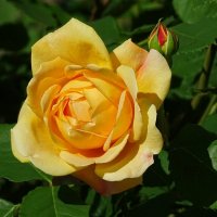 Зимой о цветах :: Милешкин Владимир Алексеевич Зимой о цветах :: Милешкин Владимир Алексеевич