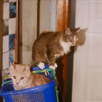 Поехали кататься :: Сергей Кочнев