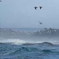 птичий остров у подножия маяка Анива :: ИРЭН@ . птичий остров у подножия маяка Анива :: ИРЭН@ .