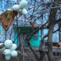 Природа в Городе :: юрий поляков