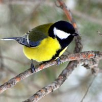 Вот и зима...... :: Анатолий Анищик Вот и зима...... :: Анатолий Анищик