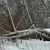 И так зимуем.... :: Анатолий Анищик И так зимуем.... :: Анатолий Анищик