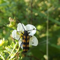 Дровосек :: Freddy 97