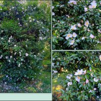 Адлер. Дендропарк "Южные культуры" :: Нина Бутко Адлер. Дендропарк "Южные культуры" :: Нина Бутко