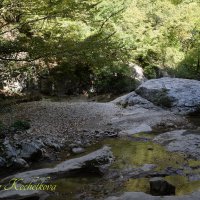 Природа Крыма :: Amazing Cosmea