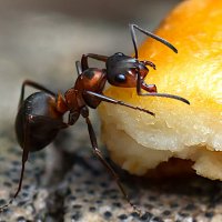 Муравейка :: Андрей Пристяжнюк