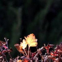 *** :: Павленко Михаил *** :: Павленко Михаил