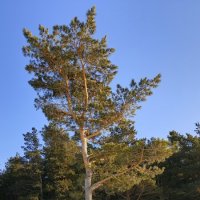 Сосёнка на семи ветрах в декабре . :: Мила Бовкун Сосёнка на семи ветрах в декабре . :: Мила Бовкун