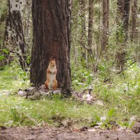 ...Так? :: Сергей Царёв ...Так? :: Сергей Царёв