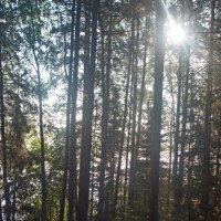 Солнце поднялось. :: ВикТор Быстров Солнце поднялось. :: ВикТор Быстров