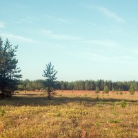 Золотое поле. :: ВикТор Быстров Золотое поле. :: ВикТор Быстров
