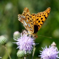 опять про бабочек...145 :: Александр Прокудин опять про бабочек...145 :: Александр Прокудин