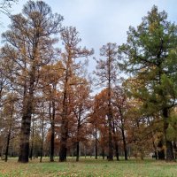 Осень :: Сапсан 