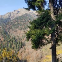 Абхазия :: Tata Wolf