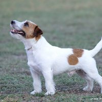 Джек-рассел-терьер. :: Светлана Ищенко