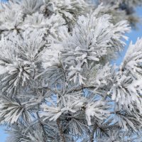 Пушистая зима :: Виктор Иванович Чернюк