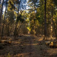 Весенний лес :: Владимир Лазарев Весенний лес :: Владимир Лазарев