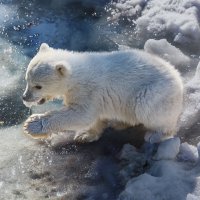 Белый :: SanSan 