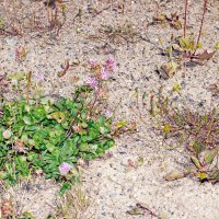 Цветы севера. :: ВикТор Быстров Цветы севера. :: ВикТор Быстров