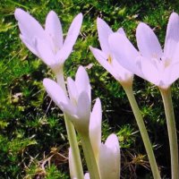 Ещё цветут безвременники :: Людмила Смородинская