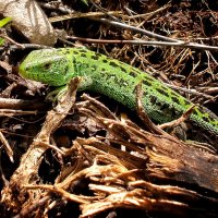 Живность :: Роман Савоцкий