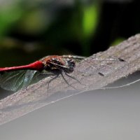 Живность :: Роман Савоцкий Живность :: Роман Савоцкий