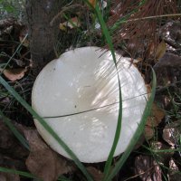 про грибы :: Елена Шаламова про грибы :: Елена Шаламова