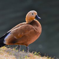 Огарь :: Константин Анисимов