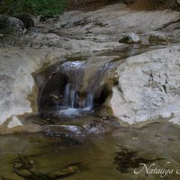 Природа Крыма :: Amazing Cosmea