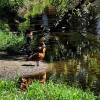 Наблюдатели,,, :: Анатолий Колосов