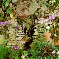 Ноябрь в Ботаническом саду. :: VasiLina *