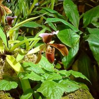 Орхидея "Венерин башмачок" :: VasiLina * Орхидея "Венерин башмачок" :: VasiLina *