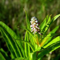 Кипрей. :: nadyasilyuk Вознюк Кипрей. :: nadyasilyuk Вознюк