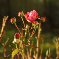 последние розы в саду :: ИННА ПОРОХОВА последние розы в саду :: ИННА ПОРОХОВА