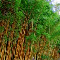 Адлер. Дендропарк "Южные культуры" :: Нина Бутко