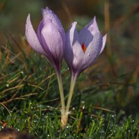 утро росистое...) :: Всеволод утро росистое...) :: Всеволод