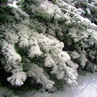 Сосны частного сектора :: Сергей Карачин Сосны частного сектора :: Сергей Карачин