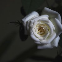 Про розу :: Магомед . Про розу :: Магомед .