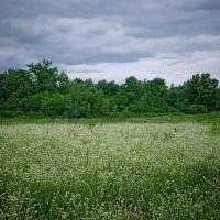 Будет дождь или нет? :: Надежда Будет дождь или нет? :: Надежда