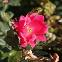 Прошедшей осени приметы :: Татьяна Тюменка