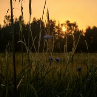 Лето :: Елена 